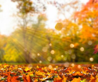 Preparing for Tax Season: Fall Tax Planning Tips