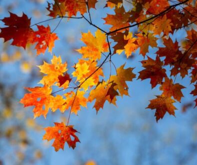 Maximizing Your Tax Deductions This Fall